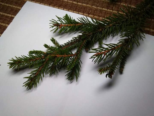 Lyhytneulas ja normaalin kuusen välimuoto, Picea abies "Ikola's Mystery Needles"