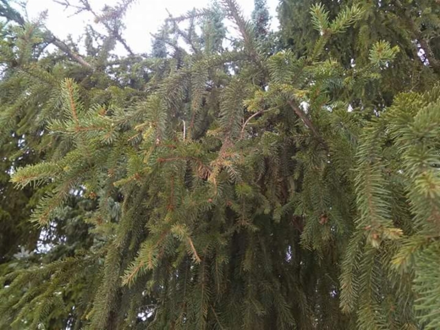 Lyhytneulas ja normaalin kuusen välimuoto, Picea abies "Ikola's Mystery Needles"