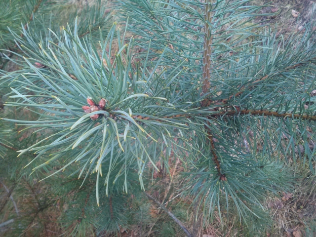 Äiti suku puoli pillua PIC