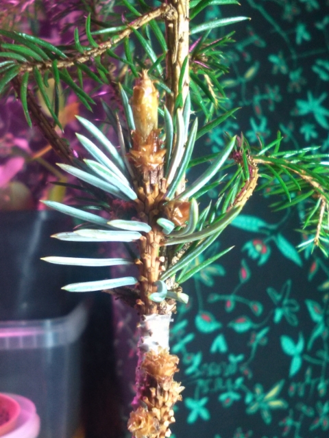 Lahden torikuusi 2016, Picea pungens, kapeahko osittain riippuva hopeakuusi