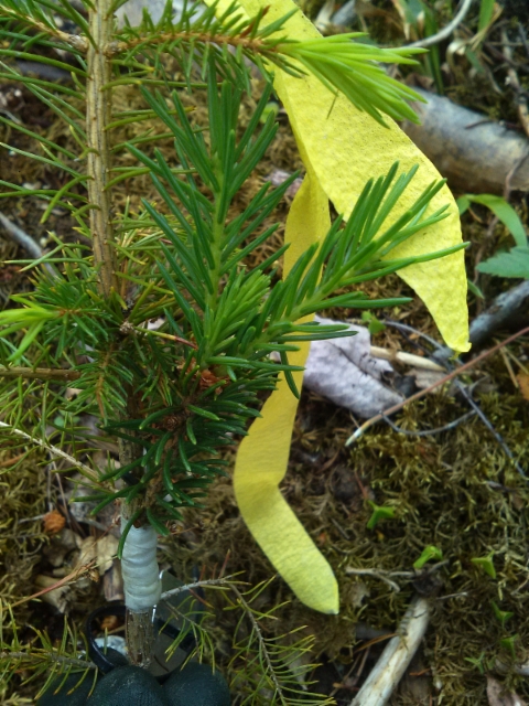 Picea abies "Ikola's Mystery Needles", kuusen erikoismuoto jonka oksistoon kasvaa normaalien neulasten lisäksi lyhytkasvuisia neulasia