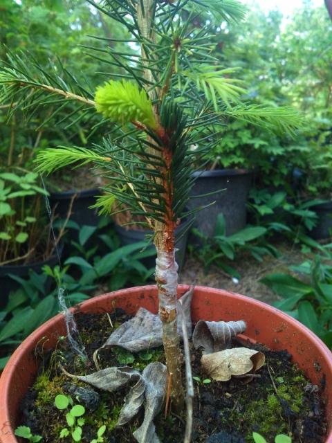 Kääpiökuusi Picea abies 'Remontii'