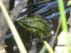 img_1290