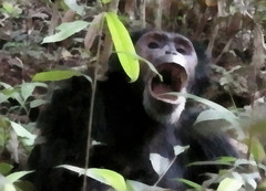 Simpanssin puheenvuoro