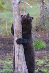 Karhu puuta vasten