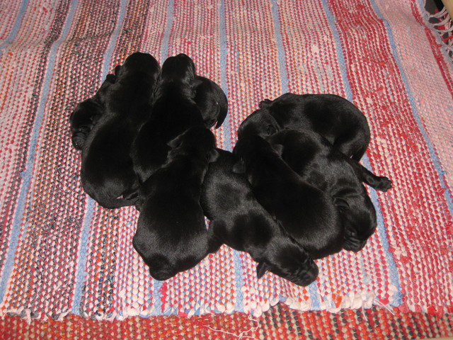 Yksi muodostelma