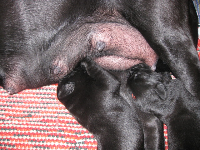 Pennuille riittää maitoa