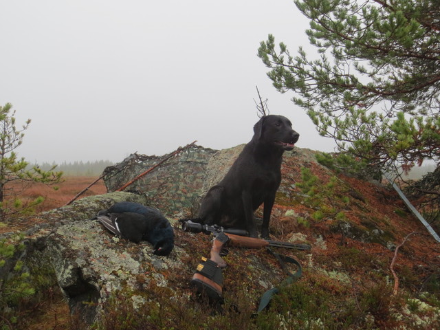 Aamu teerisuolla 2013