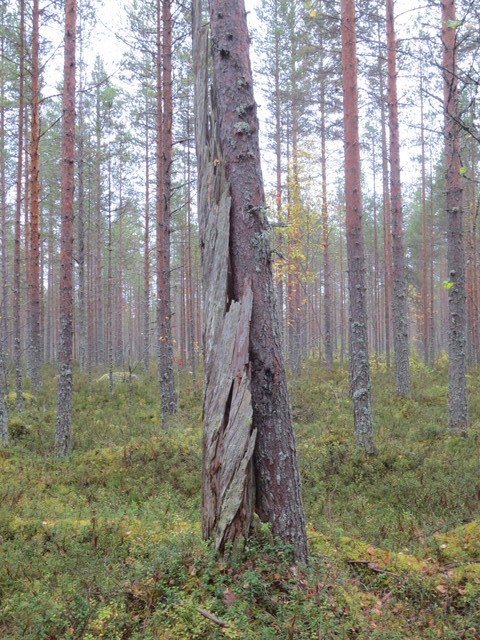 Kuolleen syleilyssä 2013