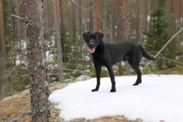 Roki kevät 2015