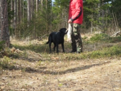 Riki on l&ouml;yt&auml;nyt pupun
