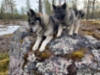 20210519_isokivi