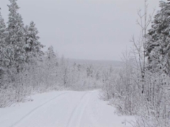 sarvivaara210911