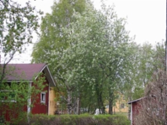 tuomi050609