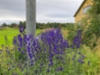 20220819_lupiini