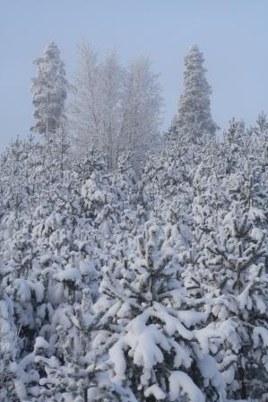 snowtrees_10jan10