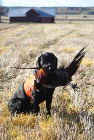 Pheasant hunt_Oct11
