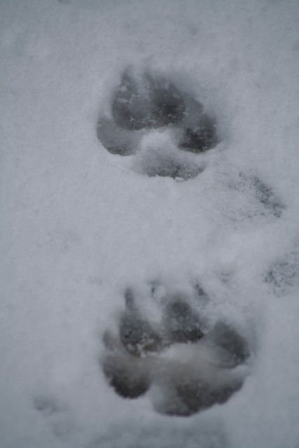 footprints of a labrador