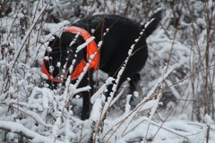 hauho_pheasant_hunt_dec8_2013_007