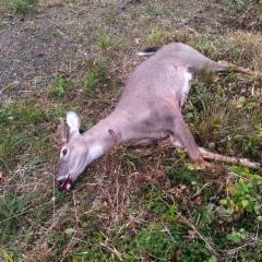 white-tailed_deer_season_2024