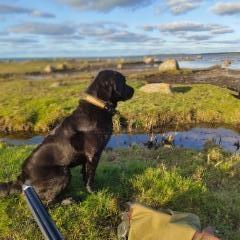 waterfowling_in_estonia