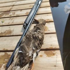 mallard_aug_24