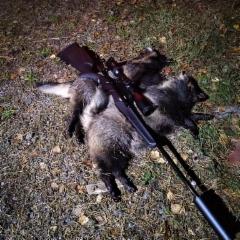 supikoirat_raccoon_dogs_sep_24