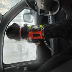 dachshund_ready_to_hunt