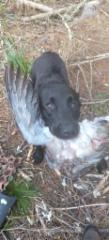pigein_hunt_19082025b
