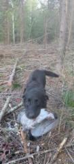 pigeon_hunt_19082025a