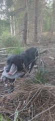 pigeon_hunt_19082025c