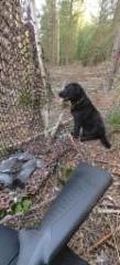 pigeonhunt_19082025d