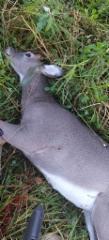 buck_season_2024-2025