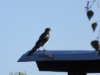 MAGPIE ON THE CHIMNEY CAP