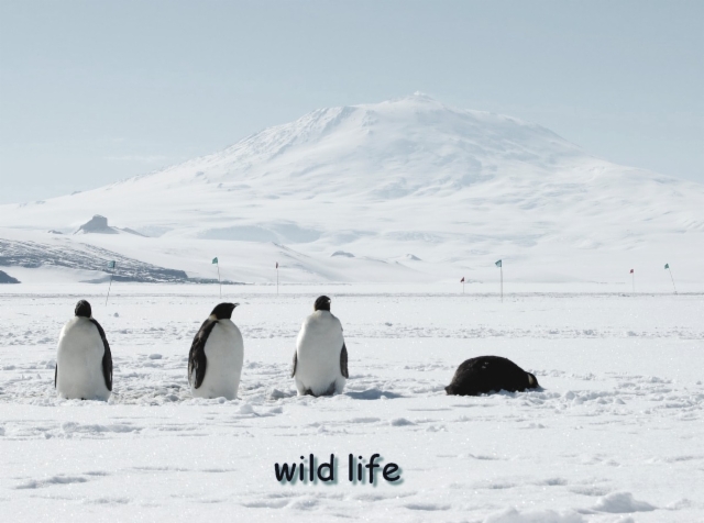 wild life at the south pole