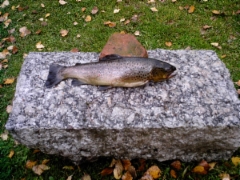 trout caught by heidi