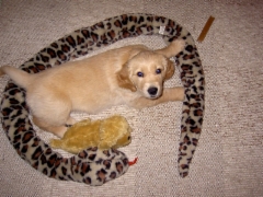 olga_as_a_puppy