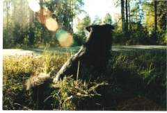 cat_and_dog_028
