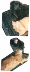 cat_and_dog