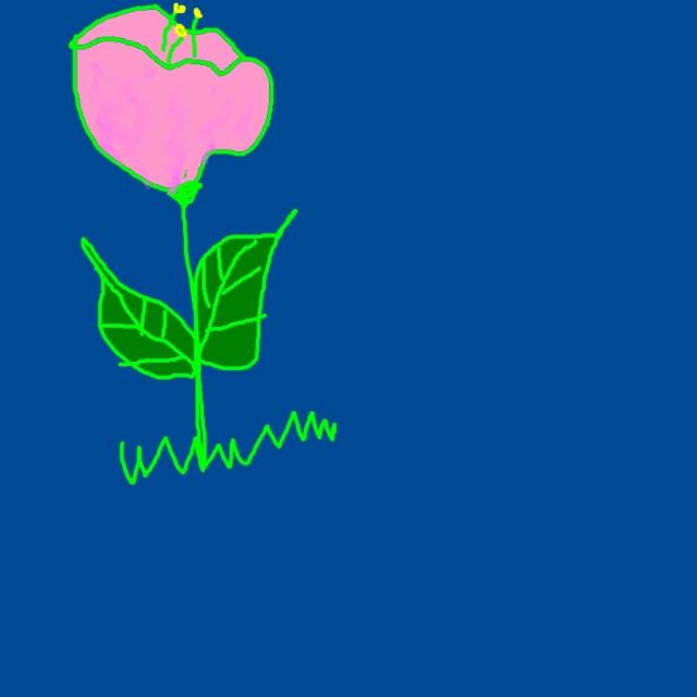 pink_tulip