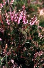 cataillar_in_the_highlands