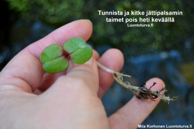 tunnista_ja_kitke_jattipalsami_pois_heti_kevaalla_luontoturva.fi