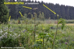 karhunputki_ei_haitallinen._luontoturva.fi_