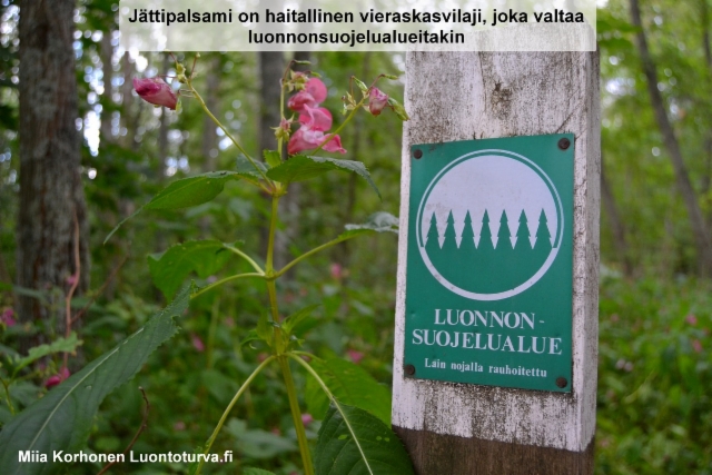 jattipalsami_leviaa_luonnonsuojelualueillakin_luontoturva.fi