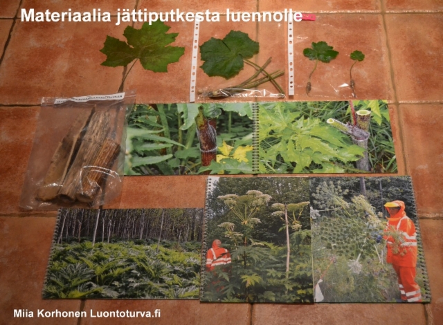 materiaalia_jattiputkesta_luennolle_luontoturva.fi_