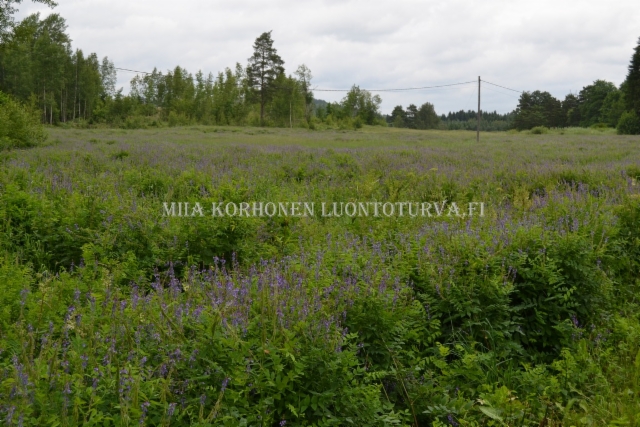 0151_rehuvuohenherne_voi_levita_luontoon_miia_korhonen_luontoturva.fi