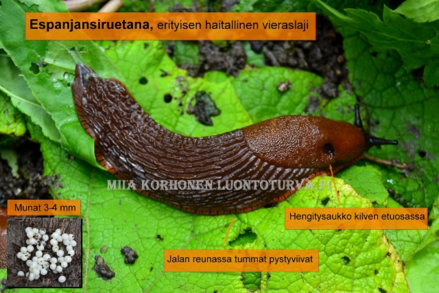 0171_tunnista_espanjansiruetana_miia_korhonen_luontoturva.fi