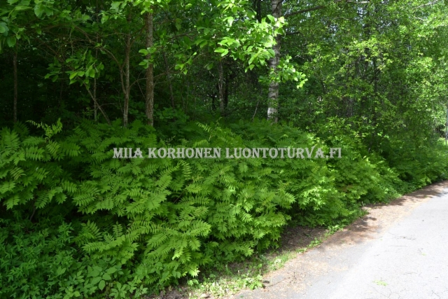 0472_viitapihlaja-angervo_leviaa_juurivesoilla_miia_korhonen_luontoturva.fi