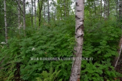 0473_viitapihlaja-angervo_leviaa_luonnossa_miia_korhonen_luontoturva.fi