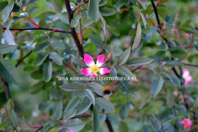 0523_punalehtiruusu_voi_levita_luontoon_miia_korhonen_luontoturva.fi
